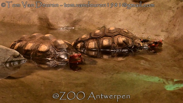 kolenbranderschildpad - Chelonoidis carbonaria -Red-footed tortoise