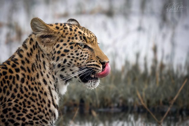 Leopard licking his snout