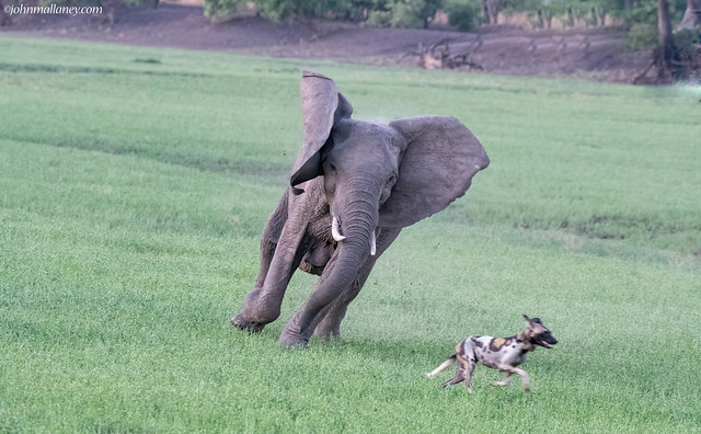 SOUTH LUANGWA - ELEPHANTS AND WILD DOGS DO NOT MIX