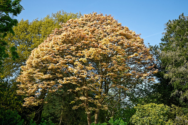 Acer psuedoplantanus 'Brilliantissimum' at Myddelton House, Enfield, London 02
