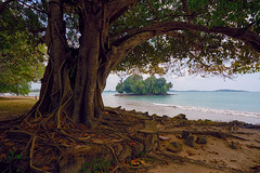 Sri Lanka Tree
