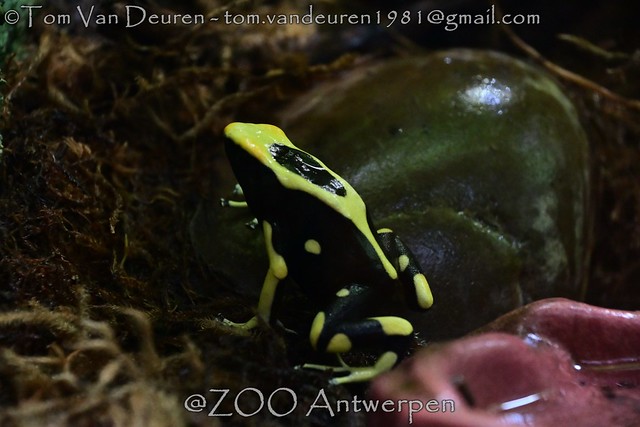 schilderskikker - Dendrobates tinctorius - dyeing poison dart frog
