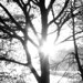 Sonne im Baum SW
