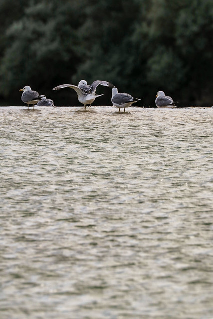 Gulls at the infinity pool - HSS!