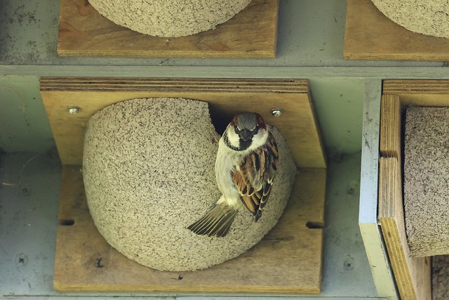 House sparrow……..
