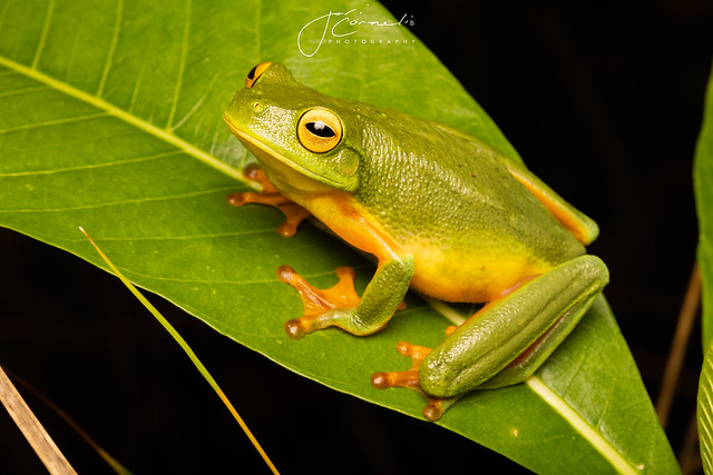 Cape York Graceful Tree Frog (Litoria bella)