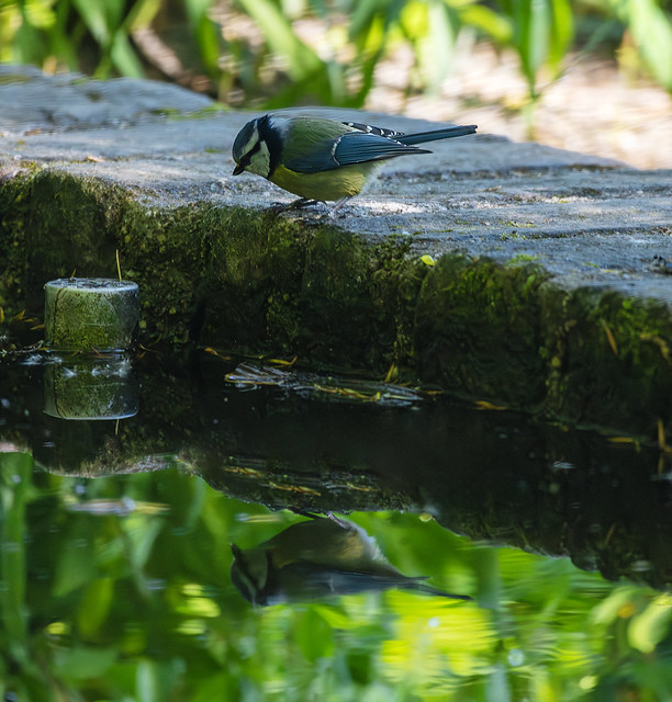 Blue Tit in reflective mood