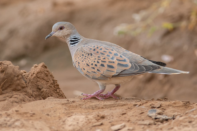 European Turtle-Dove (Streptopelia turtur), near Merzouga, Morocco