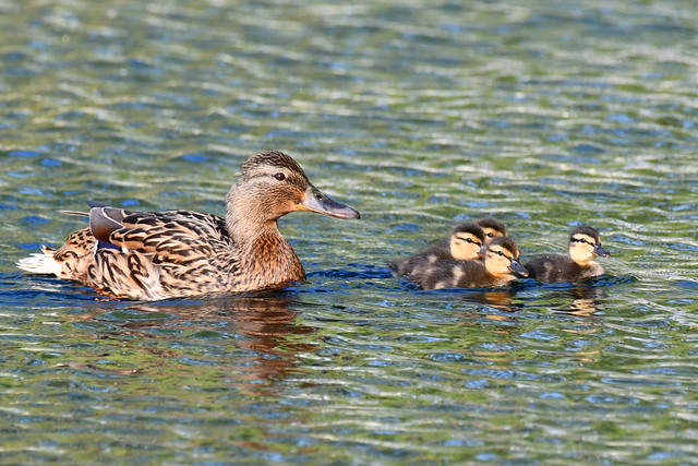Mum and her ducklings