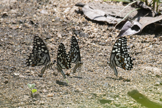Ernakulam Insects-18 - Papilio demoleus