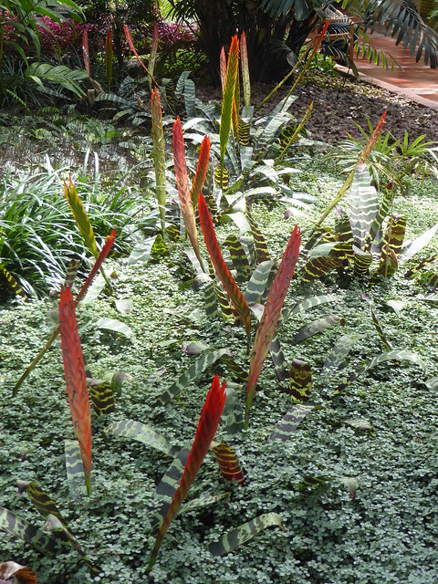 Chicago, Garfield Park Conservatory, Red Sword Flowers