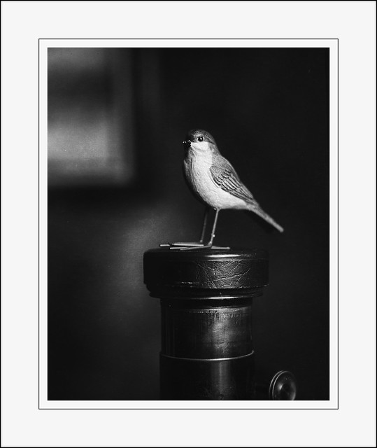 Bird on a Lens:  Still Life on Graflex