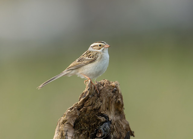 Clay-colared sparrow.
