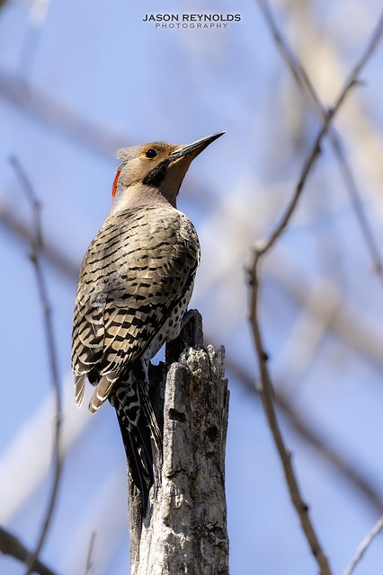 Yellow-shafted Northern Flicker Male