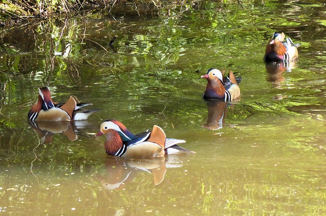 Mandarin Ducks, Richmond Park, London