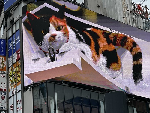 Calico, 3D-Katze in Shinjuku