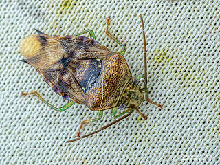 Shield bug (Microdeuterus sp.) - P3102727