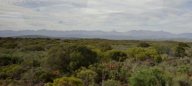 SÜDAFRIKA( South-Africa),   Kleine Karoo, von Oudtshoorn nach St. George,  Buschland, 22689