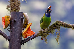 Toucanet-Plays-with-Food