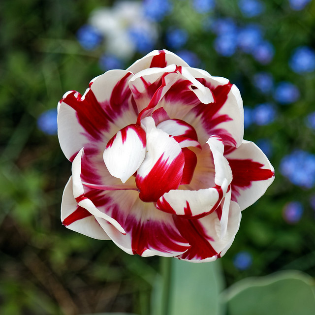 Red and white tulip at Myddelton House, Enfield, London