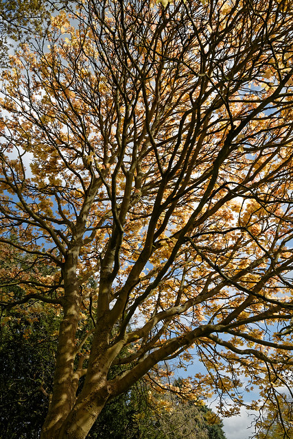 Acer psuedoplantanus 'Brilliantissimum' branch structure at Myddelton House, Enfield, London