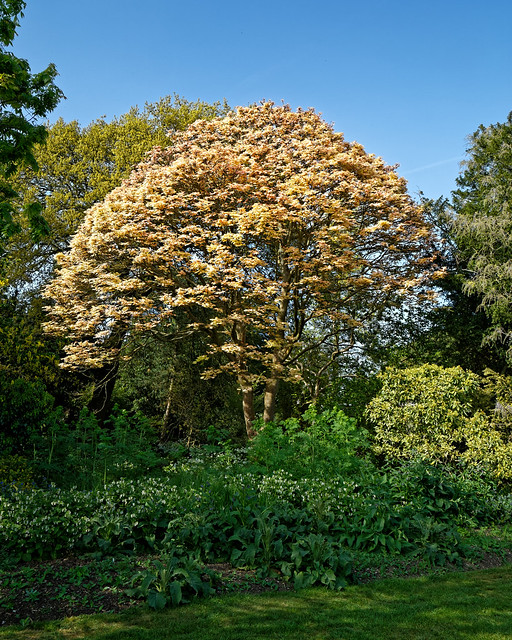 Acer psuedoplantanus 'Brilliantissimum' at Myddelton House, Enfield, London 01
