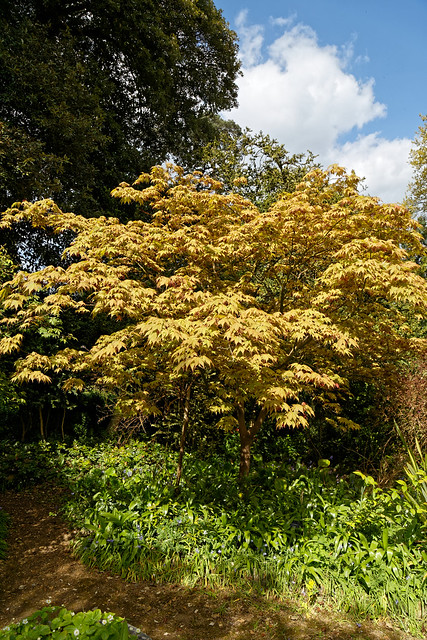 Acer palmatum, palmate maple, at Myddelton House, Enfield, London