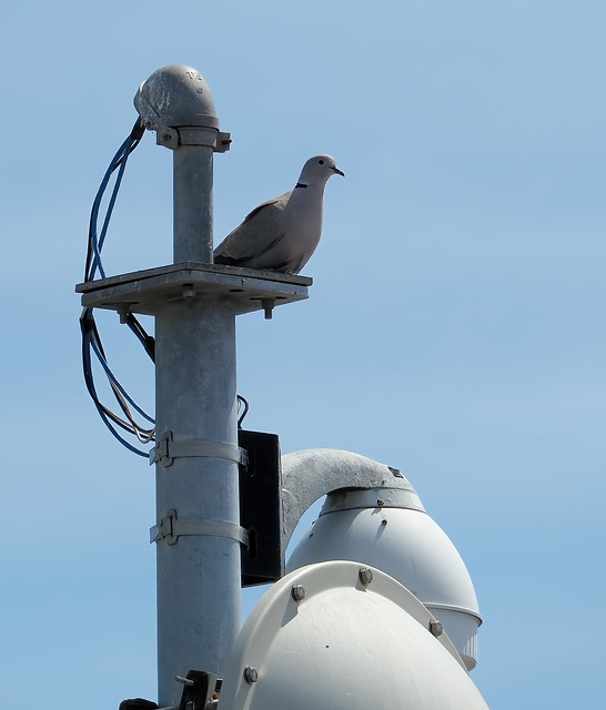 Dove on a pole