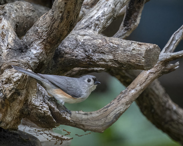 Tufted Titmouse in the roots