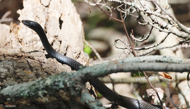 southern black racer (Coluber constrictor priapus)