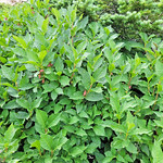 2023.07.27_15.46.08 Twinberry honeysuckle (Lonicera involucrata var. involucrata), Honeysuckle family (Caprifoliaceae).
La Sal Mountains, Grand County, Utah.
