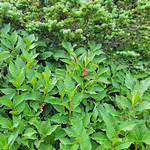 2023.07.27_15.46.12 Twinberry honeysuckle (Lonicera involucrata var. involucrata), Honeysuckle family (Caprifoliaceae).
La Sal Mountains, Grand County, Utah.
