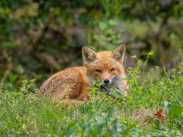 A Fox Enjoys Restful Sunday Morning
