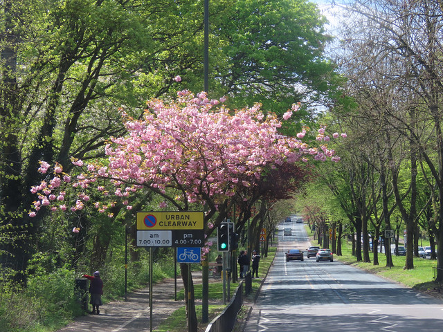 Blossom tree on the Bristol Road South Urban Clearway