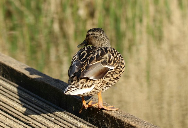 Female Mallard Duck.