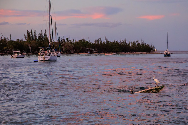 Great Egret on a Sunken Boat