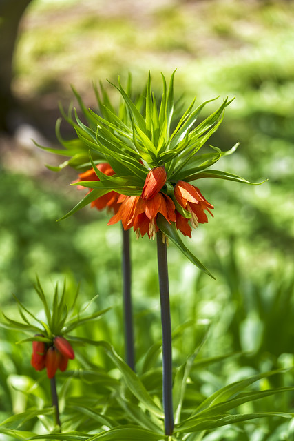 20240421_2618 Fritillaria-Crown Imperial Red