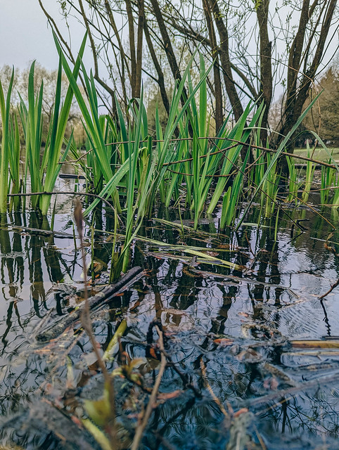 pond's edge