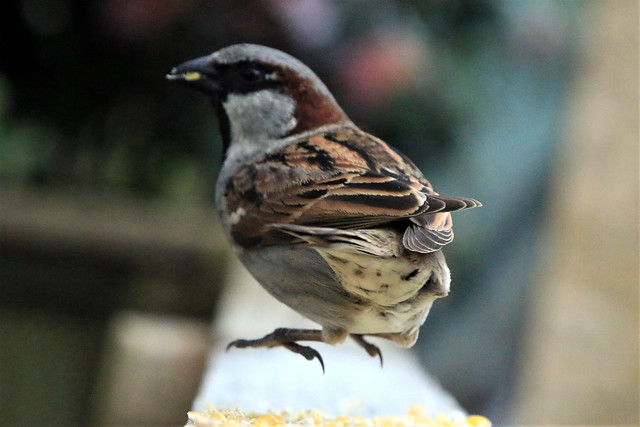housesparrow with spring in his step