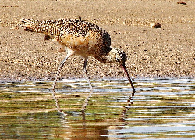Acknowledging World Curlew Day with a photo of a Long-Billed Curlew.