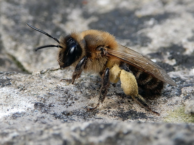 Bee 29