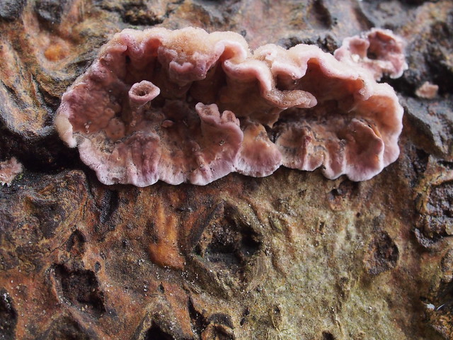 Colors and textures, Fungus on treebark