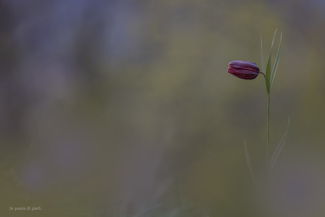 a 1 year long appointment - Fritillaria meleagris, snake's head fritillary, snake's head