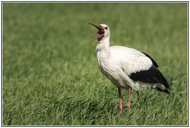 Weissstorch - white stork