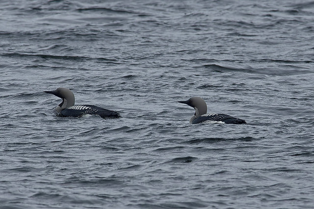 Чернозобая гагара, Gavia arctica arctica, Black-throated Loon