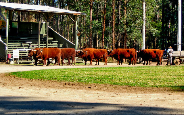 August 2004 - Bullock team being prepared for a driving show at Timbertown near Wauchope, New South Wales, Australia