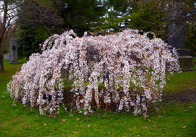 Wheeping cherry in Toronto. Mount Pleasant Cemetery.