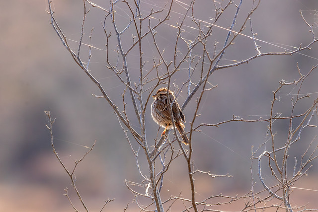 Back lit Song Sparrow