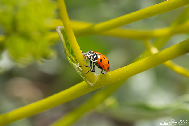Ladybug on Brittlebush