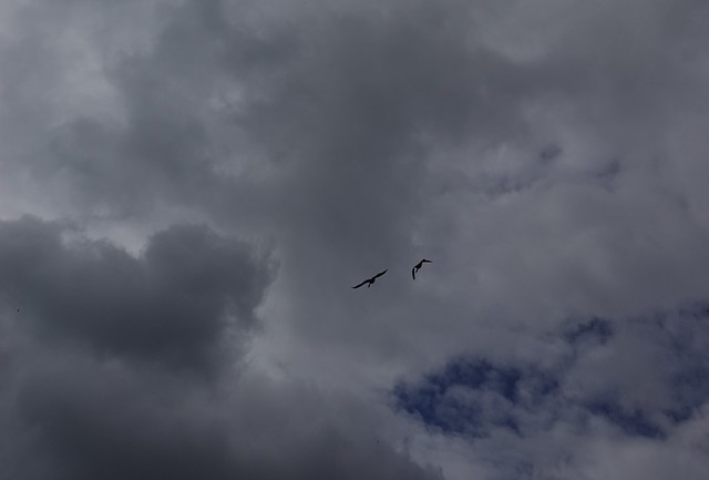 wild geese over the Seine river